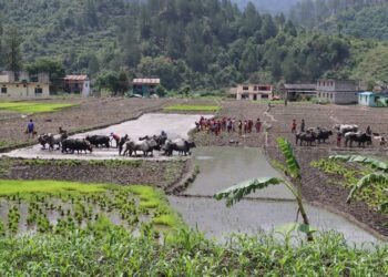 जोरायले बासमती धानले पाउँदैछ लोकप्रियता
