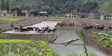 जोरायले बासमती धानले पाउँदैछ लोकप्रियता