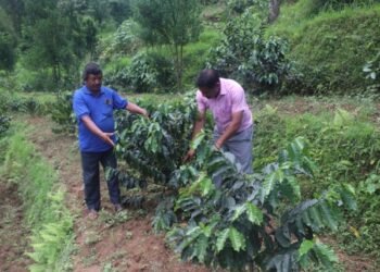 कफीखेती विस्तारमा षडानन्दको पहल