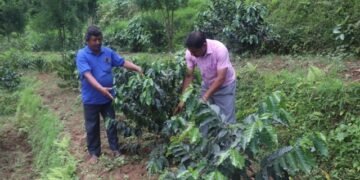 कफीखेती विस्तारमा षडानन्दको पहल