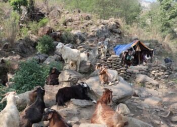 धौलागिरिका घुम्ती गोठ सङ्कटमा