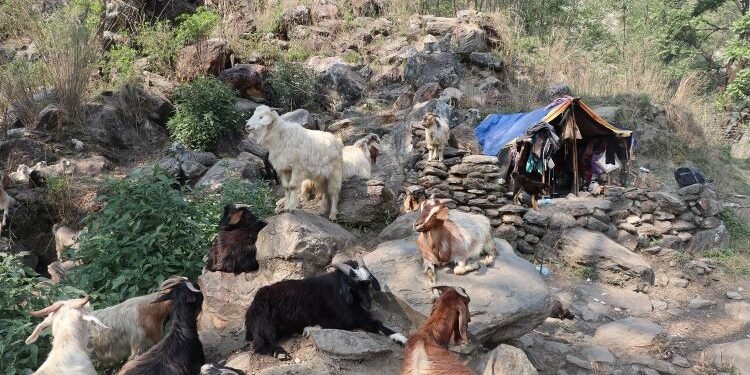 धौलागिरिका घुम्ती गोठ सङ्कटमा