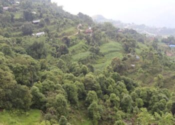 आलेखः आम्दानीको मुख्य स्रोत बन्दै दालचिनी