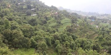 आलेखः आम्दानीको मुख्य स्रोत बन्दै दालचिनी