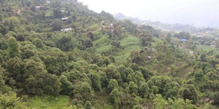 आलेखः आम्दानीको मुख्य स्रोत बन्दै दालचिनी