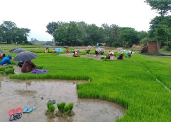 पश्चिम नवलपरासीका किसान रोपाइँमा व्यस्त