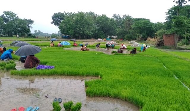 पश्चिम नवलपरासीका किसान रोपाइँमा व्यस्त