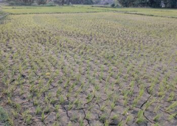 बर्दघाट क्षेत्रमा वर्षा नहुँदा अत्यधिक गर्मीसहित पानीको हाहाकार