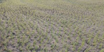 बर्दघाट क्षेत्रमा वर्षा नहुँदा अत्यधिक गर्मीसहित पानीको हाहाकार