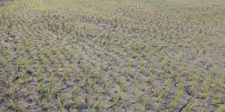बर्दघाट क्षेत्रमा वर्षा नहुँदा अत्यधिक गर्मीसहित पानीको हाहाकार