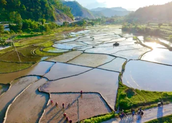 कास्कीमा रोपाइँ तीव्र, २६ हजार हेक्टर क्षेत्रफलमा धान खेती गरिँदै