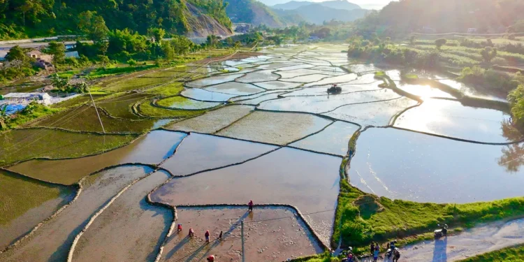 कास्कीमा रोपाइँ तीव्र, २६ हजार हेक्टर क्षेत्रफलमा धान खेती गरिँदै