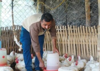 कुखुरापालन व्यवसायबाट यसरी आत्मनिर्भर बने इलामका महेन्द्र