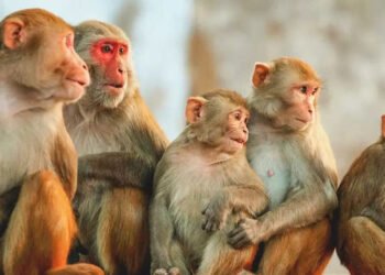 दिक्तेल रुपाकोटले बाँदर धपाउन छुट्यायो ४५ लाख बजेट