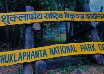 शुक्लाफाँटामा सुनौलो तोपचराको गणना सुरु