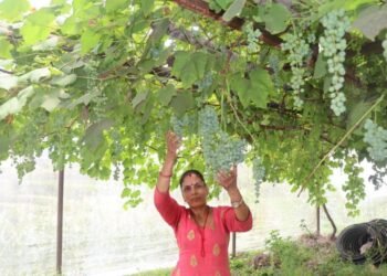 जलजलाको लुप्राङमा अङ्गुरखेती