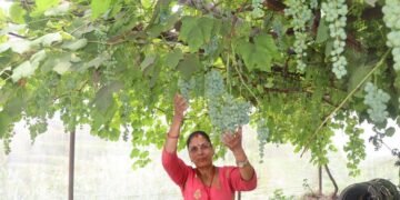 जलजलाको लुप्राङमा अङ्गुरखेती
