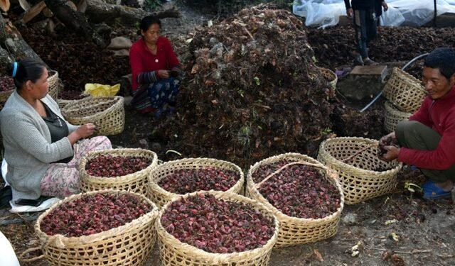 ताप्लेजुङमा अलैँची महोत्सव हुने