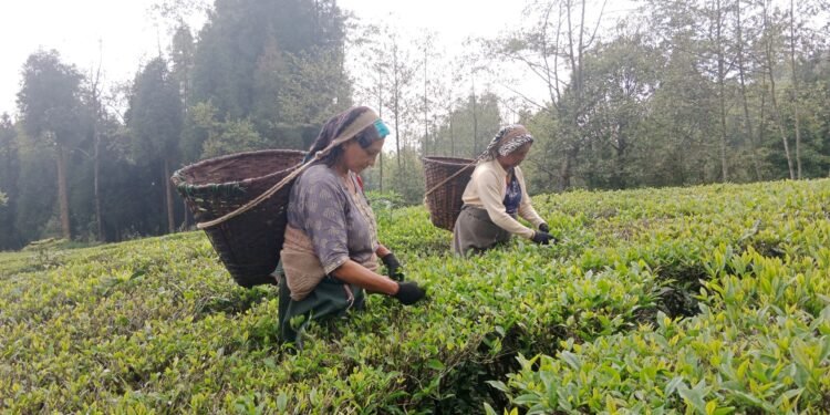 बन्द हुँदै चिया उद्योग, समस्यामा किसान