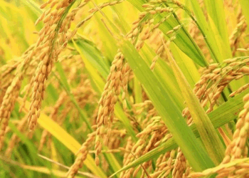 मोरङमा चैते धानको उत्पादन वृद्धि, मूल्यमा गिरावट