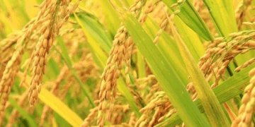 मोरङमा चैते धानको उत्पादन वृद्धि, मूल्यमा गिरावट