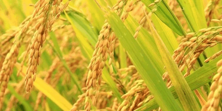 मोरङमा चैते धानको उत्पादन वृद्धि, मूल्यमा गिरावट