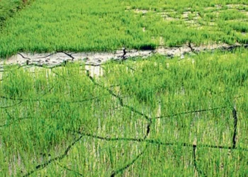 खडेरीले धानको ब्याड सुक्न थालेपछि किसान चिन्तित