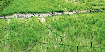 खडेरीले धानको ब्याड सुक्न थालेपछि किसान चिन्तित