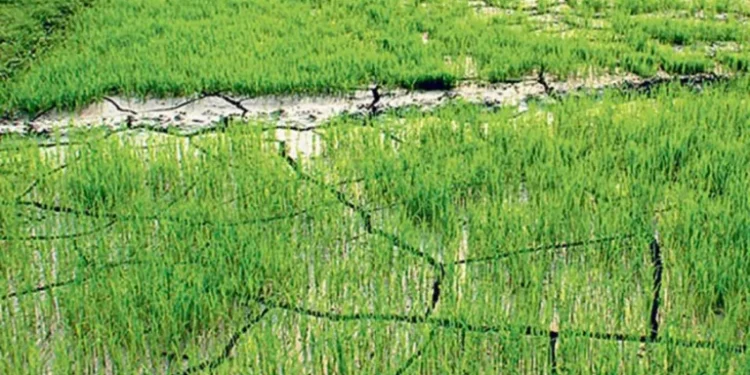 खडेरीले धानको ब्याड सुक्न थालेपछि किसान चिन्तित