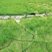 खडेरीले धानको ब्याड सुक्न थालेपछि किसान चिन्तित