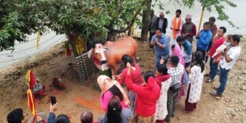 पञ्चकन्या मन्दिरमा गौमाता शिलामूर्ति अनावरण