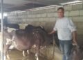 खाडीबाट फर्केर गाईपालनः मासिक दुई लाख आम्दानी