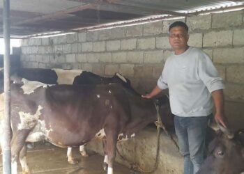 खाडीबाट फर्केर गाईपालनः मासिक दुई लाख आम्दानी