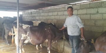 खाडीबाट फर्केर गाईपालनः मासिक दुई लाख आम्दानी