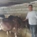 खाडीबाट फर्केर गाईपालनः मासिक दुई लाख आम्दानी
