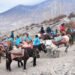 मुक्तिनाथमा ‘घोडचढी’ सेवाले जोगायो हिमाली संस्कृति