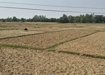 बाँकेमा खेतका फाँट धुलाम्मे