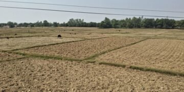 बाँकेमा खेतका फाँट धुलाम्मे