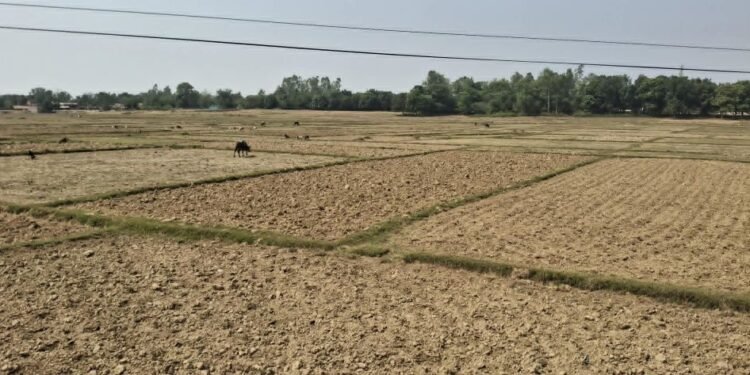 बाँकेमा खेतका फाँट धुलाम्मे