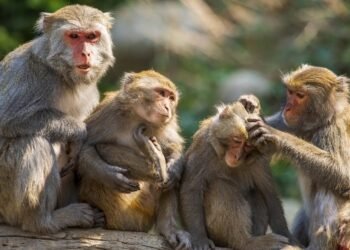 बाँदर आतङ्कको समाधान खोज्दै सरकार, कार्यदलले माग्यो राय सुझाव