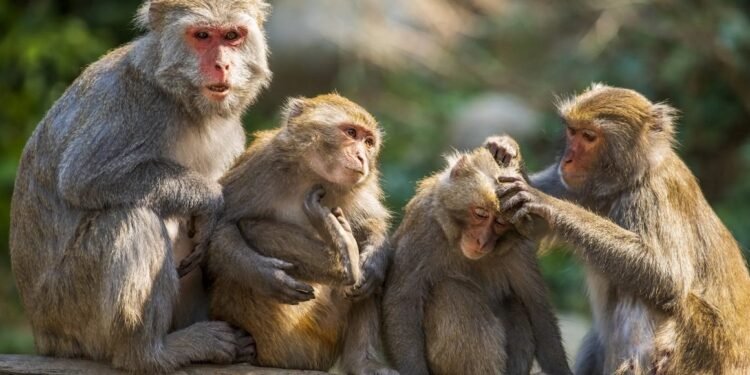 बाँदर आतङ्कको समाधान खोज्दै सरकार, कार्यदलले माग्यो राय सुझाव