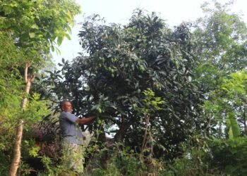 विदेशबाट फर्केर फलफूलखेती विस्तार गर्दै लक्ष्मीप्रसाद