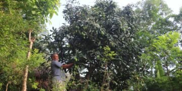 विदेशबाट फर्केर फलफूलखेती विस्तार गर्दै लक्ष्मीप्रसाद
