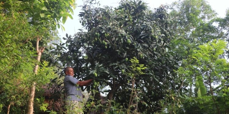 विदेशबाट फर्केर फलफूलखेती विस्तार गर्दै लक्ष्मीप्रसाद