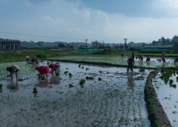 खडेरीले रोपाइँ प्रभावितः मध्य असारसम्म ३८ प्रतिशत