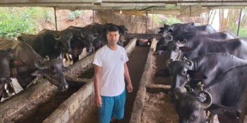 वैदेशिक रोजगार त्यागेका युवालाई पशुपालनबाट सफलता