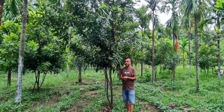 झापामा वन्यजन्तुले नबिगार्ने ‘मेकाडामिया नट्स’को व्यावसायिक खेती