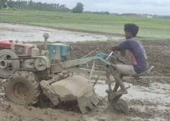धान रोपाइँमा हराए गोरु र राँगा, बढ्यो ट्याक्टर र पावर टिलरको प्रयोग