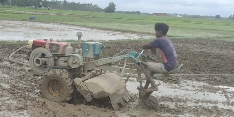 धान रोपाइँमा हराए गोरु र राँगा, बढ्यो ट्याक्टर र पावर टिलरको प्रयोग