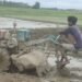 धान रोपाइँमा हराए गोरु र राँगा, बढ्यो ट्याक्टर र पावर टिलरको प्रयोग
